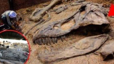 Photo of The massive dinosaur bones were unearthed in southeastern France