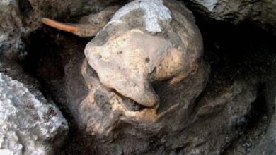 Photo of A Million-Year-Old Human Skull Has Prompted Scientists To Reconsider Early Human Evolution