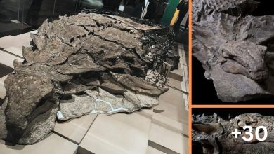 Photo of ‘Dinosaur Mummy’: Researchers Believe They Found One Of The Best Preserved Dinosaurs Ever