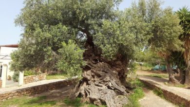 Photo of 3,000-Year-Old World’s Oldest Olive Tree on the Island of Crete Still Produces Olives Today
