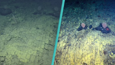 Photo of Scientists Follow a ‘Yellow Brick Road’ in a Never-Before-Seen Spot of The Pacific Ocean