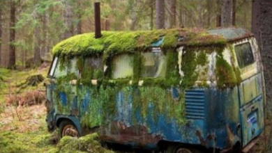 Photo of A dream house inside a rotten bus! What the family saw inside an old house on wheels came as a surprise