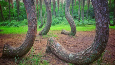 Photo of The Mystery of the Crooked Forest