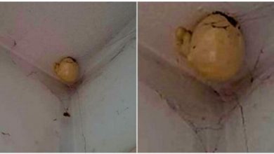 Photo of A woman noticed a very strange “egg” on the ceiling of her room and asked on Facebook what is that