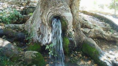 Photo of The Astonishing Water Tree of Montenegro: A Balkan Miracle