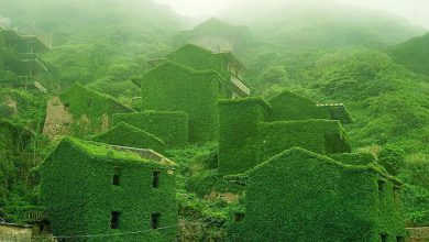 Photo of Fishing Village Reclaimed by Nature after Being Abandoned