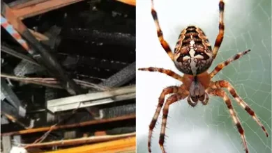 Photo of US Man’s attempt to exterminate spider ignites entire house